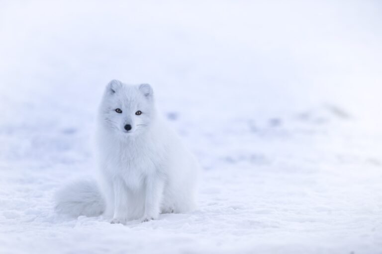 Arctic Fox: A Master of Adaptation.