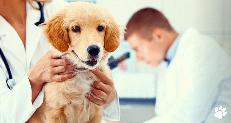 Understanding Dog Pathology: Diagnosing and Treating Common Canine Health Issues